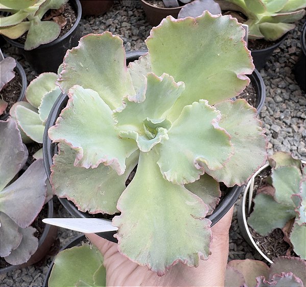 E. GIBB. CLEÓPATRA POTE 11