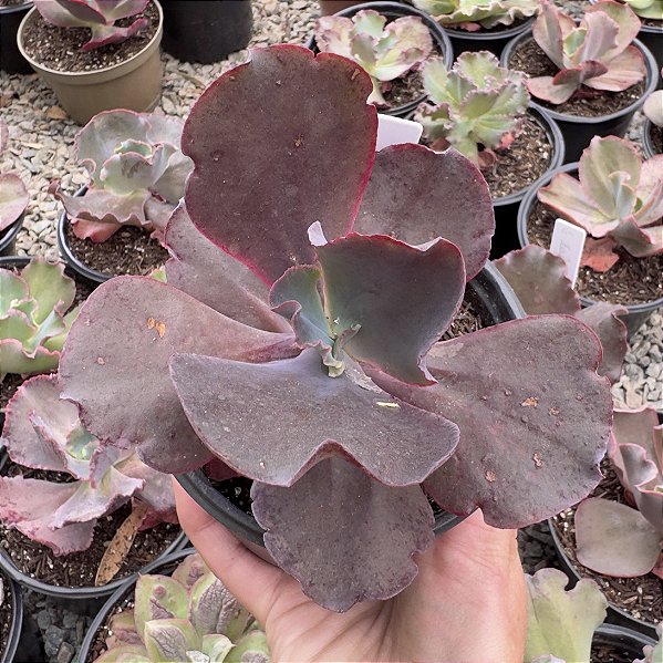 E. GIBB. EVENNING DRESS POTE 11