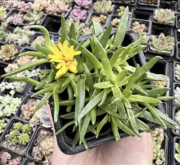 DELOSPERMA CONGESTUM POTE 7
