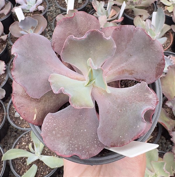 E. GIBB. INCREIBLE POTE 11