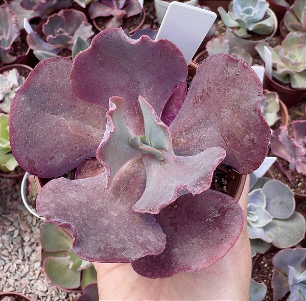 E. GIBB. INCREIBLE POTE 11