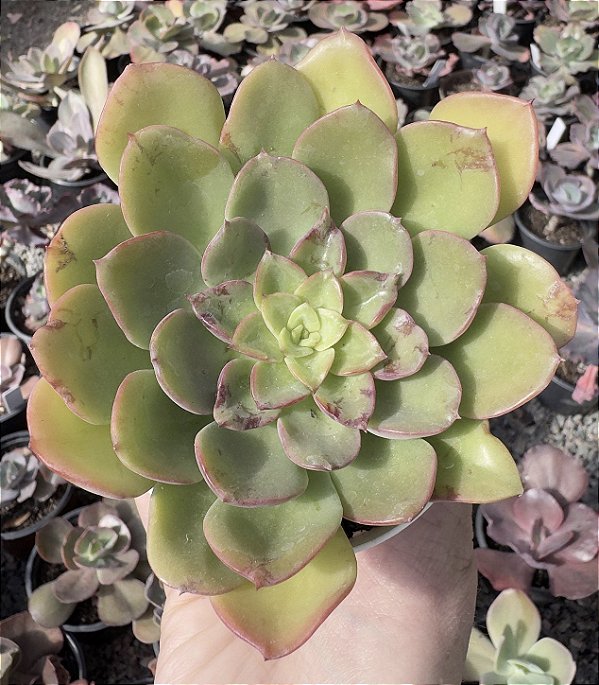 E. NOBILE POTE 9