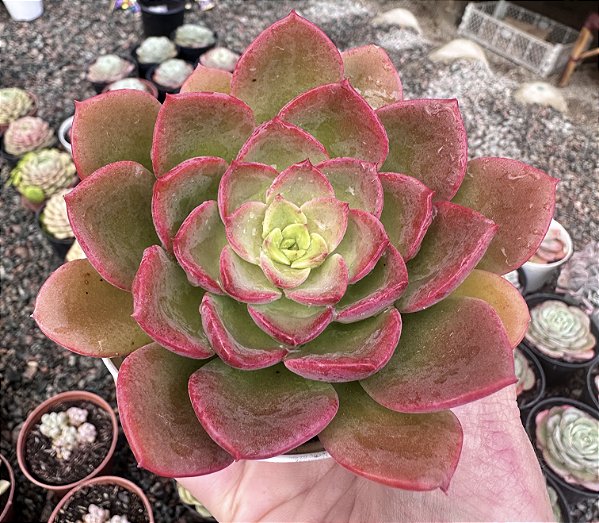 E. NOBILE POTE 9