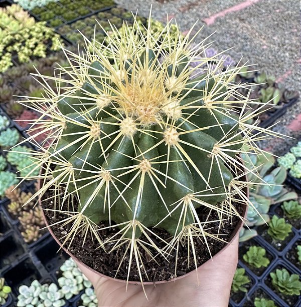CACTO POLTRONA DE SOGRA POTE 11