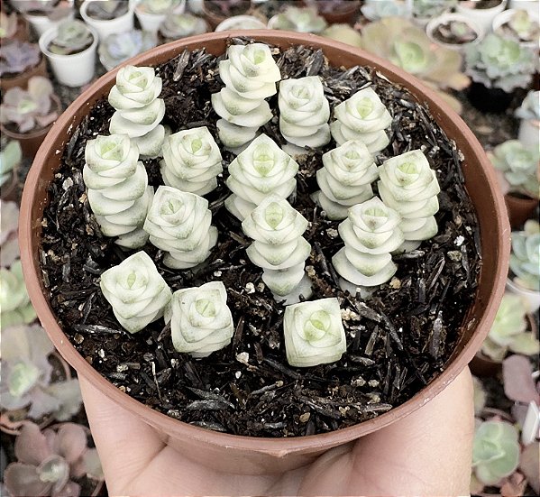 C. MARNIERIANA VAR. POTE 9
