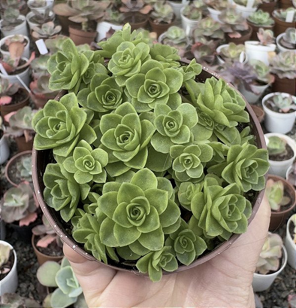 GREENOVIA DODRENTALIS (COLÔNIA) POTE 9