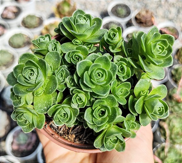 GREENOVIA DODRENTALIS (COLÔNIA) POTE 9