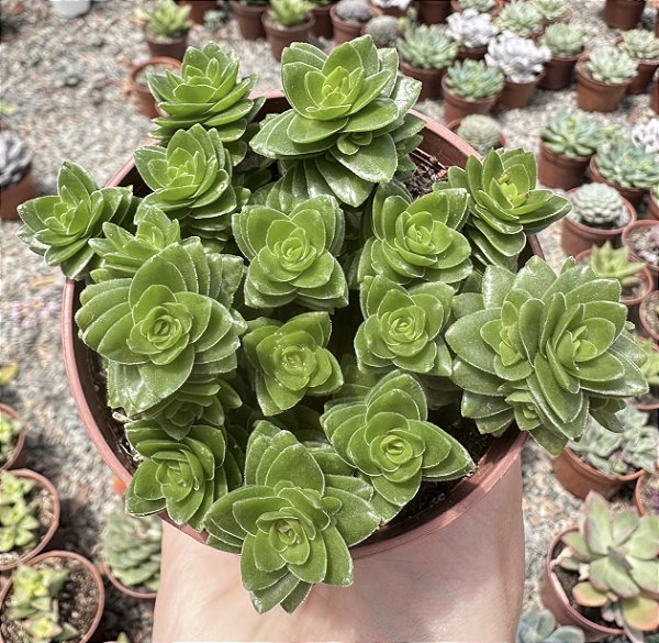 C. STAGNOL SPIRALIS POTE 9