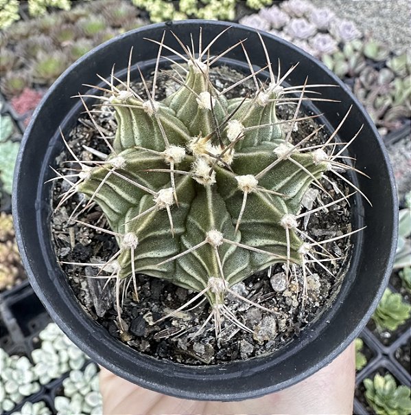 GYMNOCALYCIUM MIHANOVICHII POTE 9
