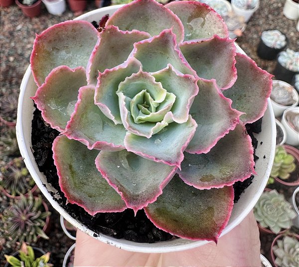 E. SUSAN POTE 9