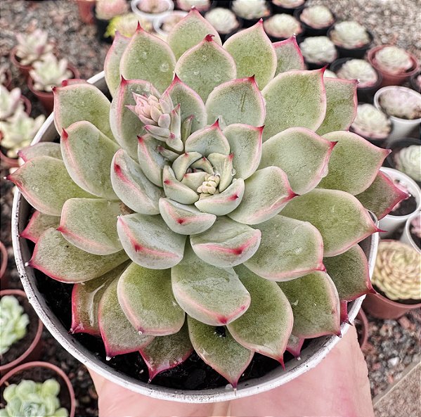 E. SAGEBLOOM POTE 9