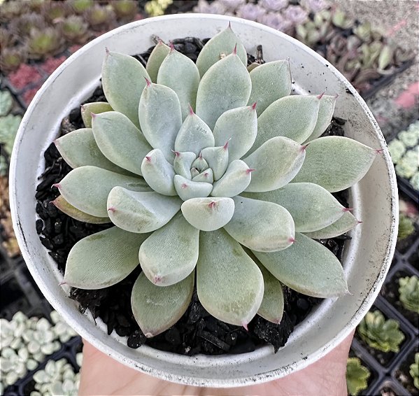 E. PANDA POTE 9