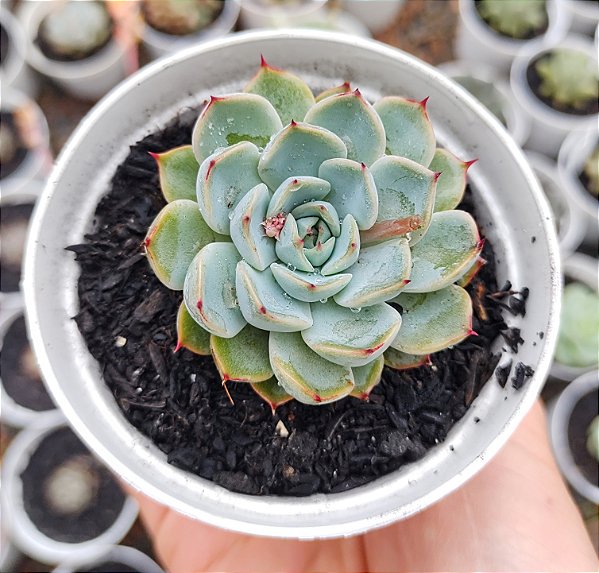 E. AURA CLARA POTE 9