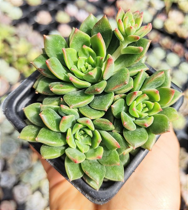 E. GREEN EMERALD   POTE 7