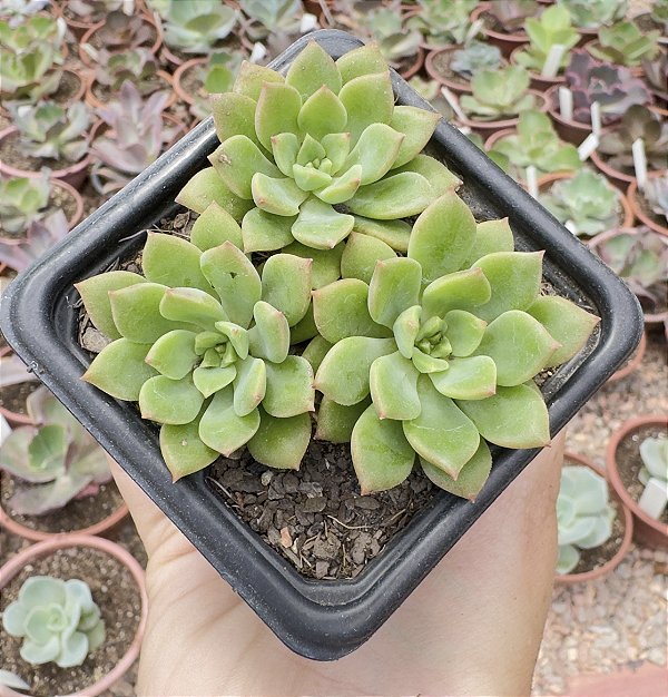 E. GREEN EMERALD POTE 7