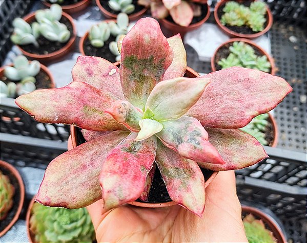 E. DIAMOND STATE POTE 9