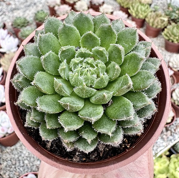 E. SCORPIO POTE 9