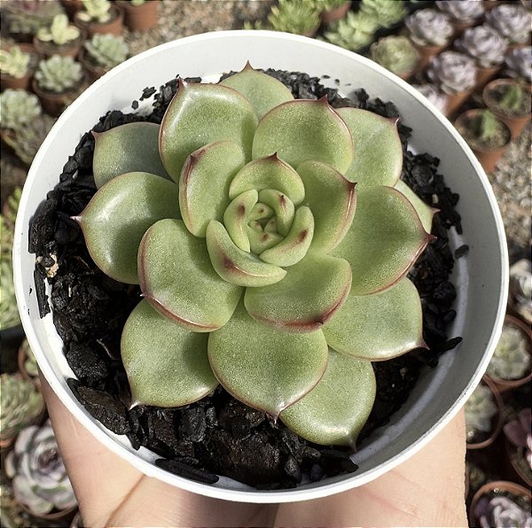 E. EVE DRAGON POTE 9