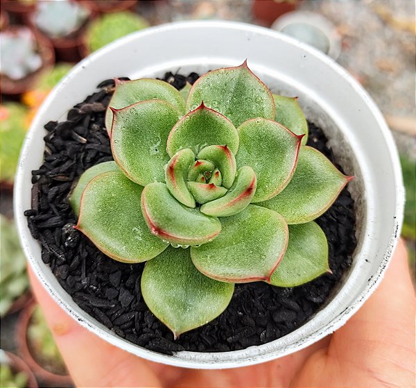 E. EVE DRAGON POTE 9