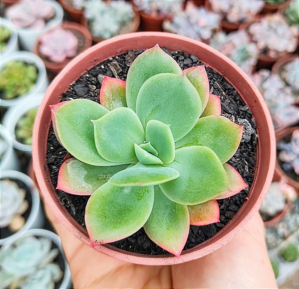 E. LUELLA POTE 9