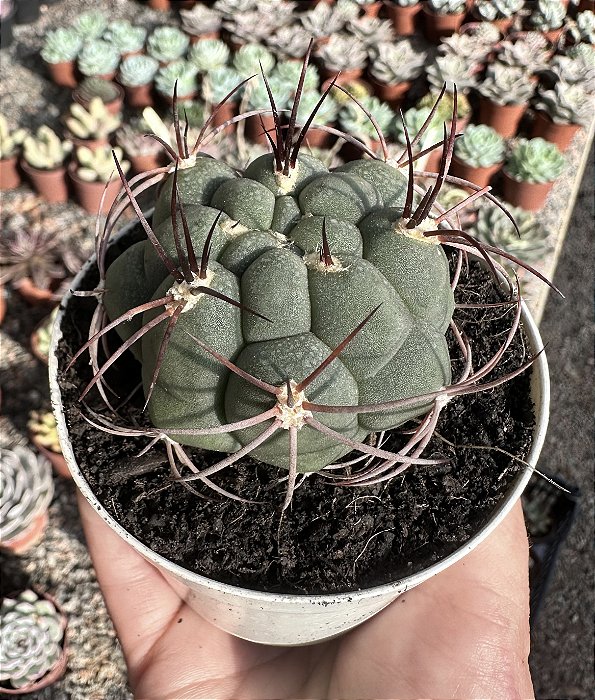 GIMNOCALYCIUM SAGLIONIS POTE 9