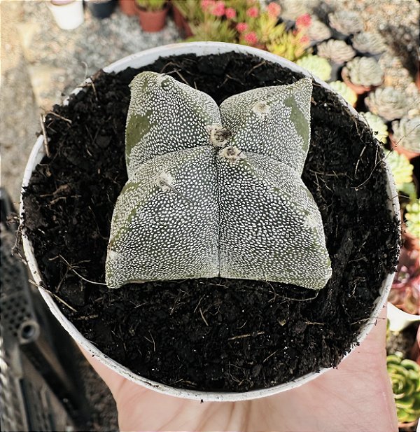 ASTROPHYTUM QUADRICOSTATUM POTE 9