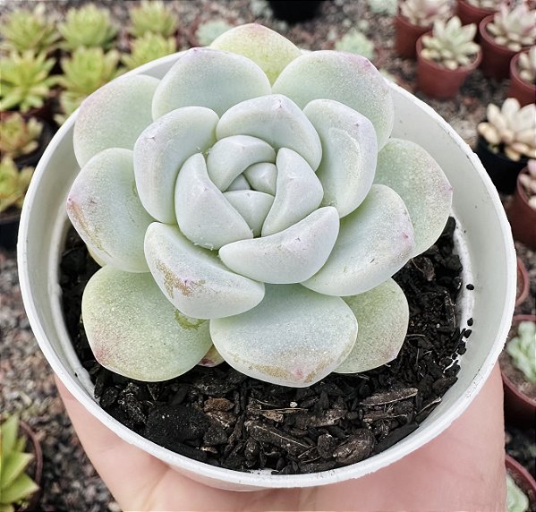 E. ICE  JADE SINGLE POTE 9