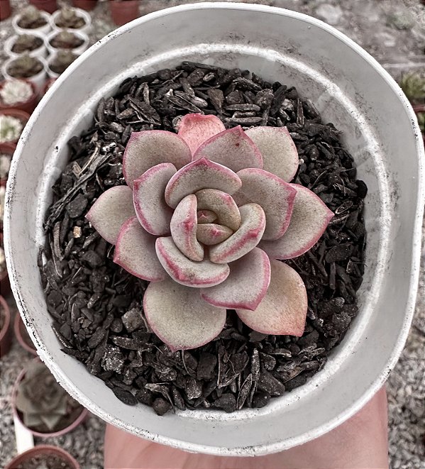 E. MORANI X LAUII POTE 9