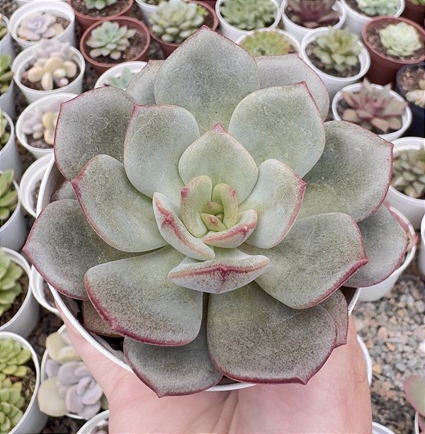 E. MORANI X LAUII POTE 9