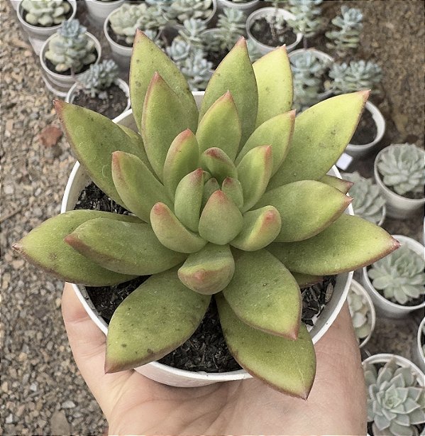 E. DRACÔNIA POTE 9