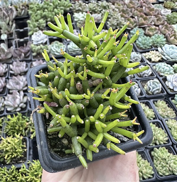 RHIPSALIS CEREUSCULA POTE 7