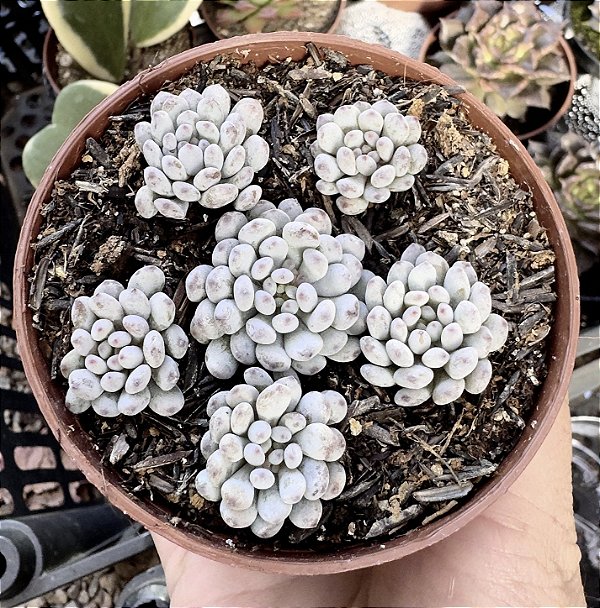 GRAP. PACHYPHYLLUM BLUE BEAN POTE 9