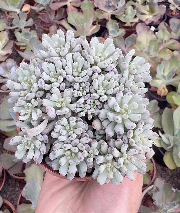 GRAP. PACHYPHYLLUM BLUE BEAN POTE 9