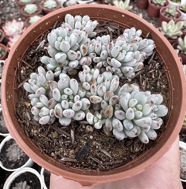 GRAP. PACHYPHYLLUM BLUE BEAN POTE 9