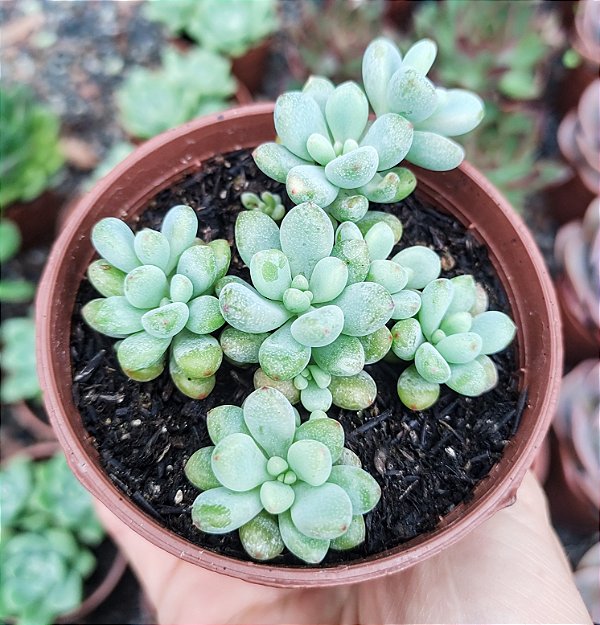 E. AMOENA MICROCALIX POTE 9
