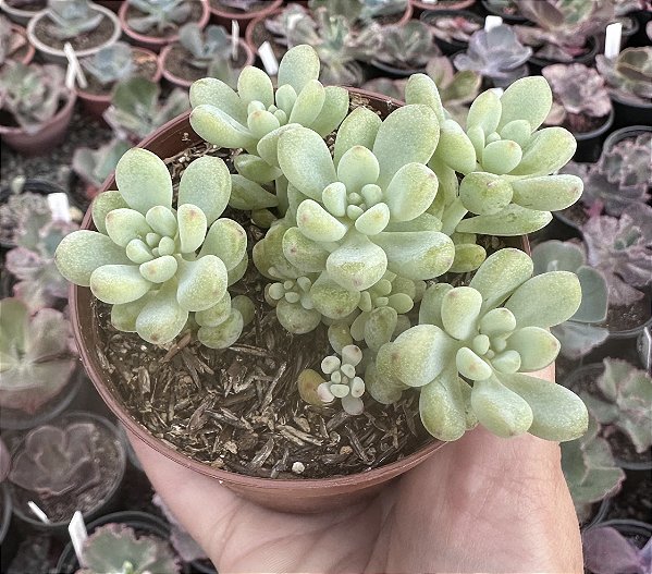 E. AMOENA MICROCALIX POTE 9