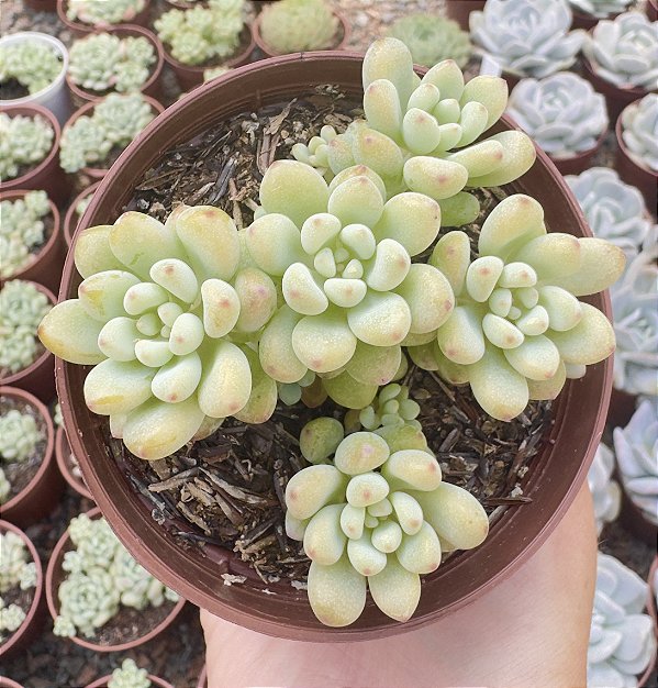 E. AMOENA MICROCALIX POTE 9