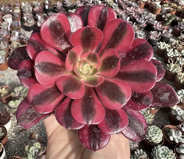 A. MEDUSA POTE 9