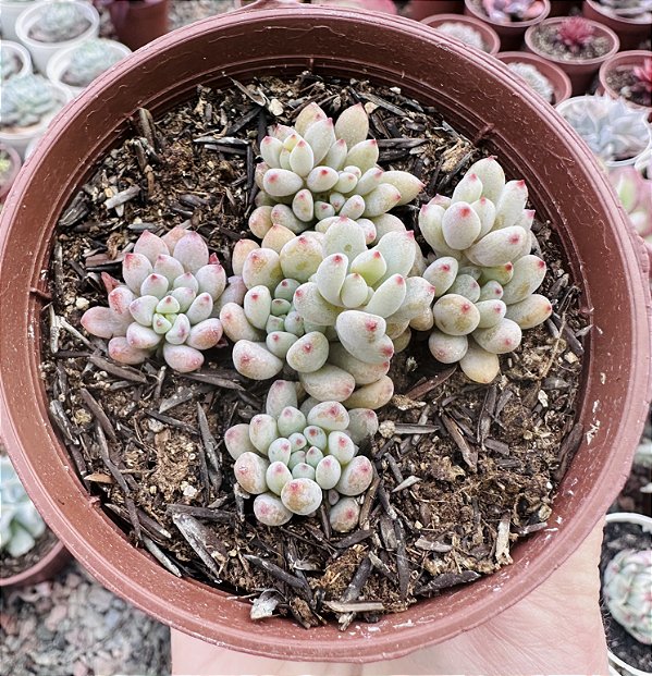 GRAP. PACHYPHYLLUM ROSE POTE 9