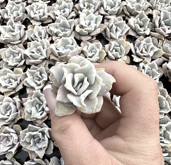 E. CRISPATE BEAUTY PLUG