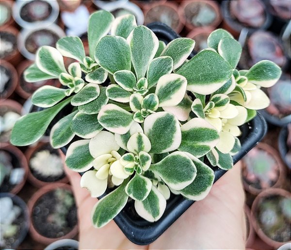 A. DOMESTICUM VAR. POTE 7