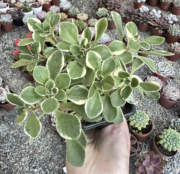 A. DOMESTICUM VAR. POTE 7