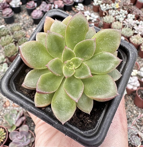 E. SANGUÍNEA POTE 7