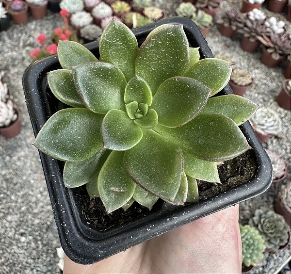 E. SANGUÍNEA POTE 7