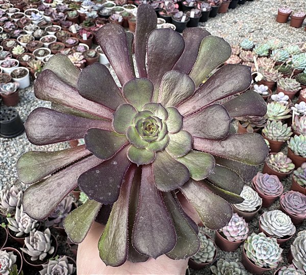 A. COPPER KETTLE POTE 9