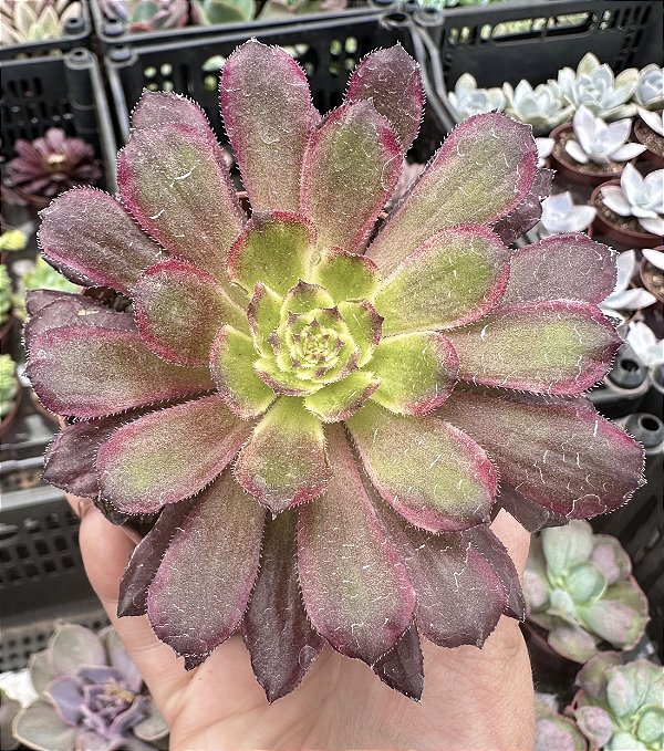 A. CHERRY DREAMS POTE 9