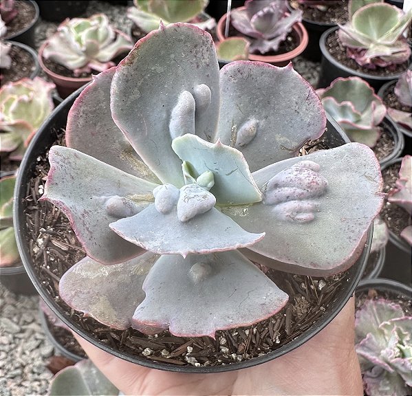 E. GIBB. OCEAN BLUE POTE 11