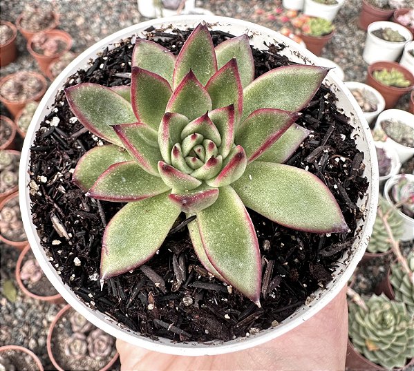 E. RED TIPS POTE 9
