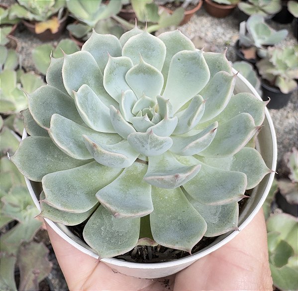 E. ALEGRA POTE 9