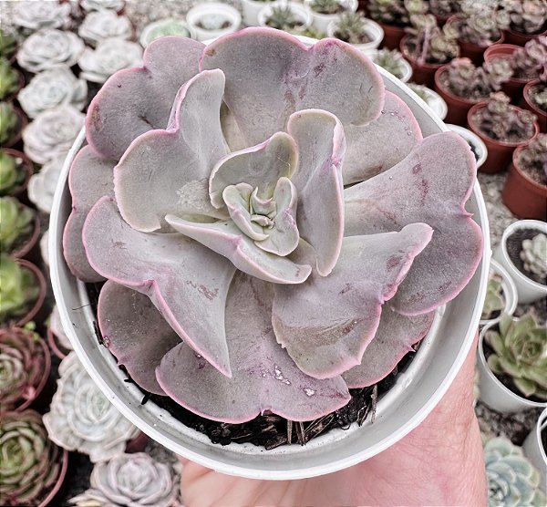 E. PAINTED X TOPSY TURVY POTE 9
